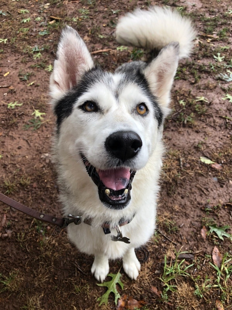 Enlarge Adele, a Adopted mixed breed in Manassas, VA image 3/4