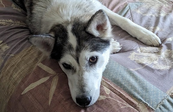 Enlarge Adele, a Adopted mixed breed in Manassas, VA image 4/4