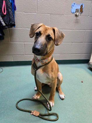 Hopper, ADOPTABLE, Young Male Shepherd.