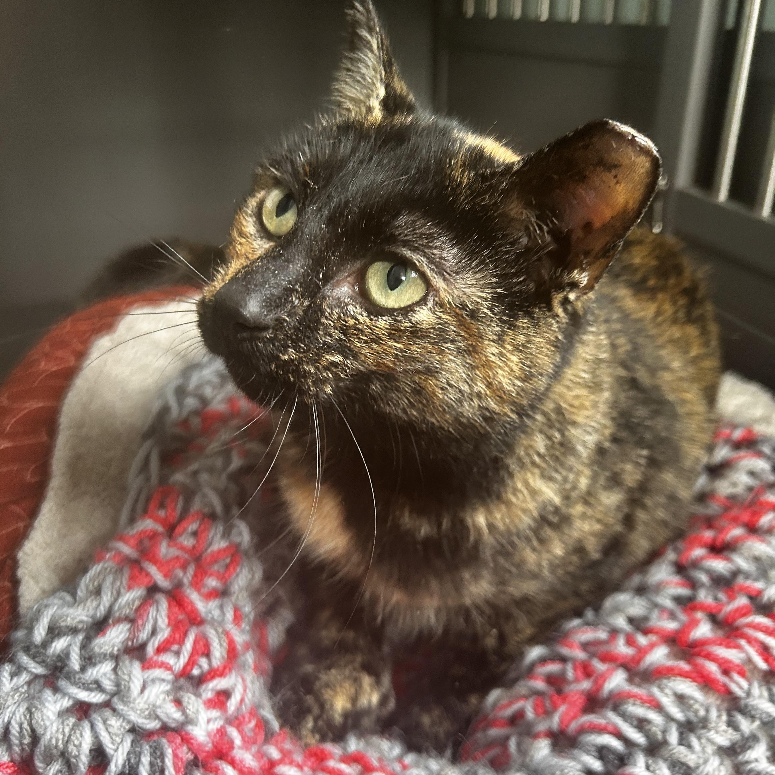 Miel, ADOPTABLE, Young Female Tortoiseshell.