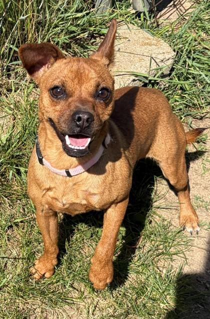 Enlarge Winnie, a Adoptable mixed breed in Baraboo, WI image 1/3
