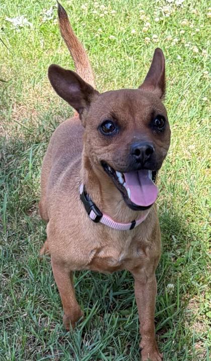 Enlarge Winnie, a Adoptable mixed breed in Baraboo, WI image 2/3