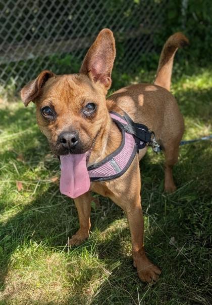 Enlarge Winnie, a Adoptable mixed breed in Baraboo, WI image 2/3