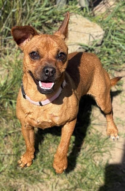 Enlarge Winnie, a Adoptable mixed breed in Baraboo, WI image 3/3