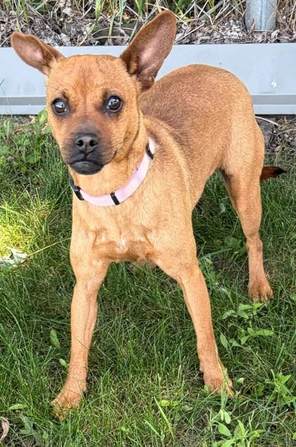Enlarge Winnie, a Adoptable mixed breed in Baraboo, WI image 3/3