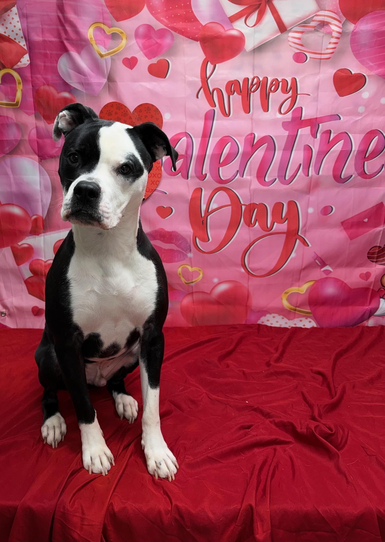 Caleb, ADOPTABLE, Adult Male Boxer.