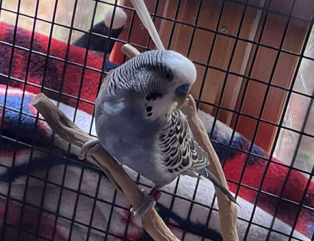 Sonny w/ Cher & Babe, Adoptable, Young Male Parakeet (Other).
