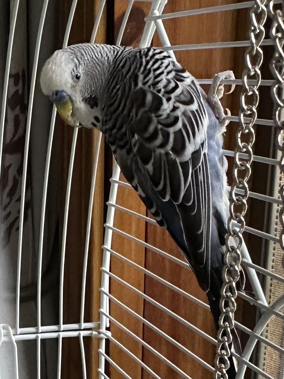 Enlarge Sonny w/ Cher & Babe, a Adoptable Parakeet (Other) in Andover, CT image 5/6
