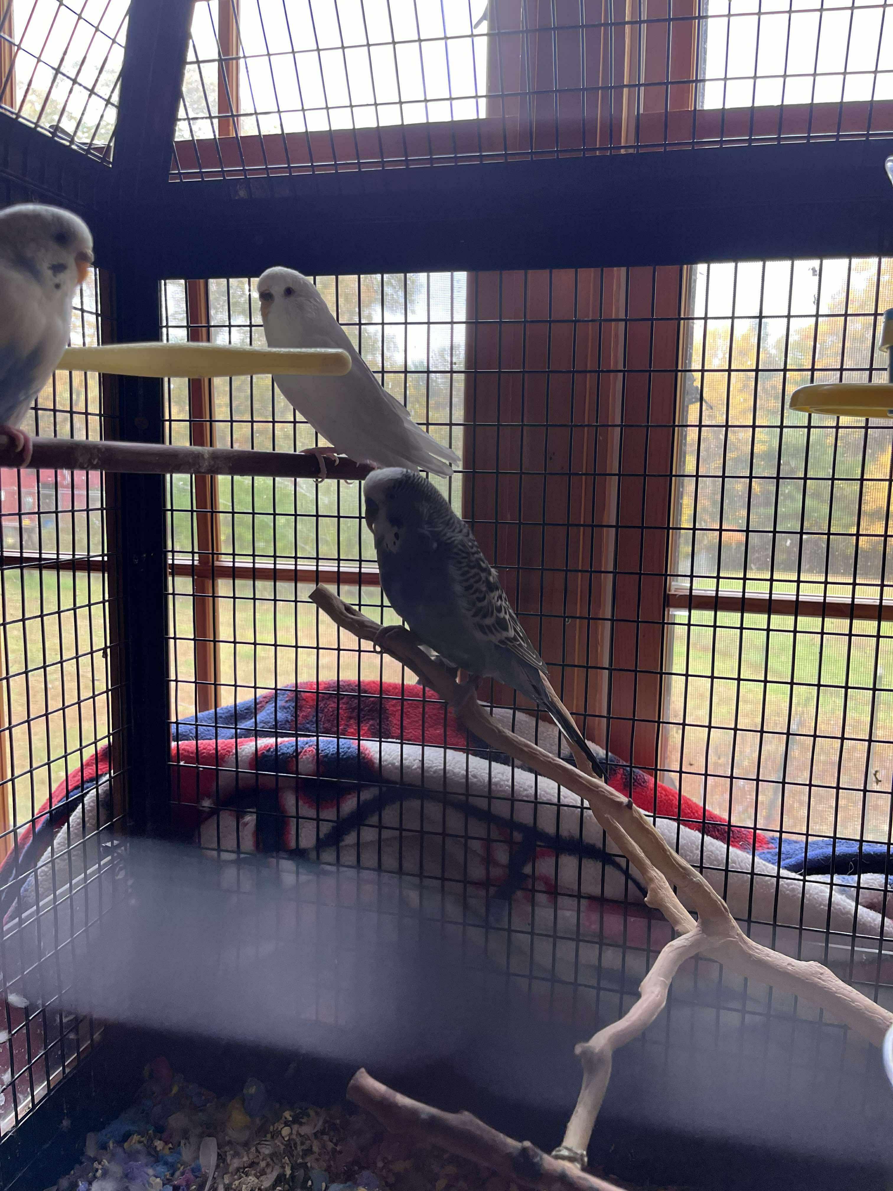 Enlarge Sonny w/ Cher & Babe, a Adoptable Parakeet (Other) in Andover, CT image 6/6