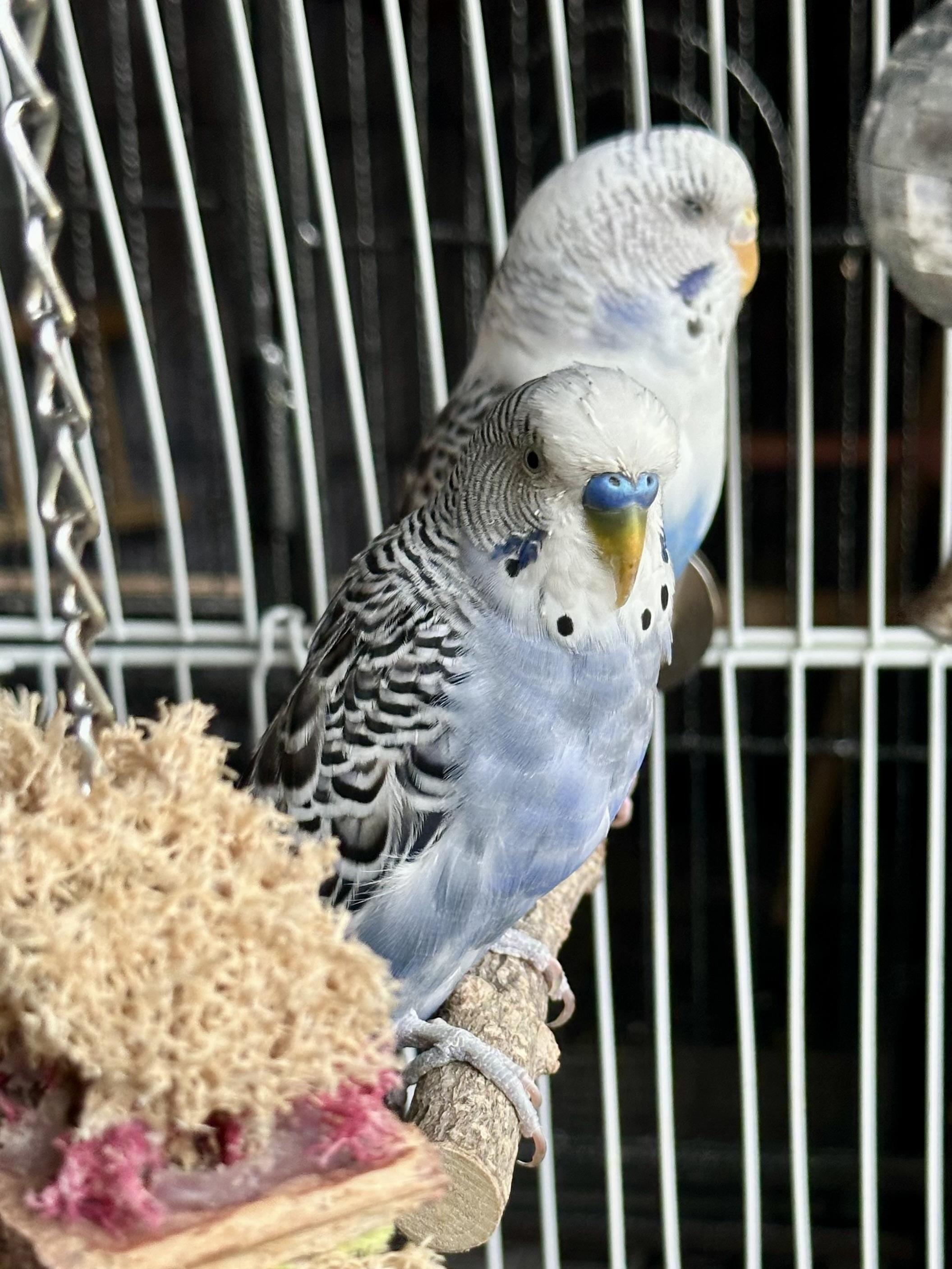 Enlarge Sonny w/ Cher & Babe, a Adoptable Parakeet (Other) in Andover, CT image 3/6