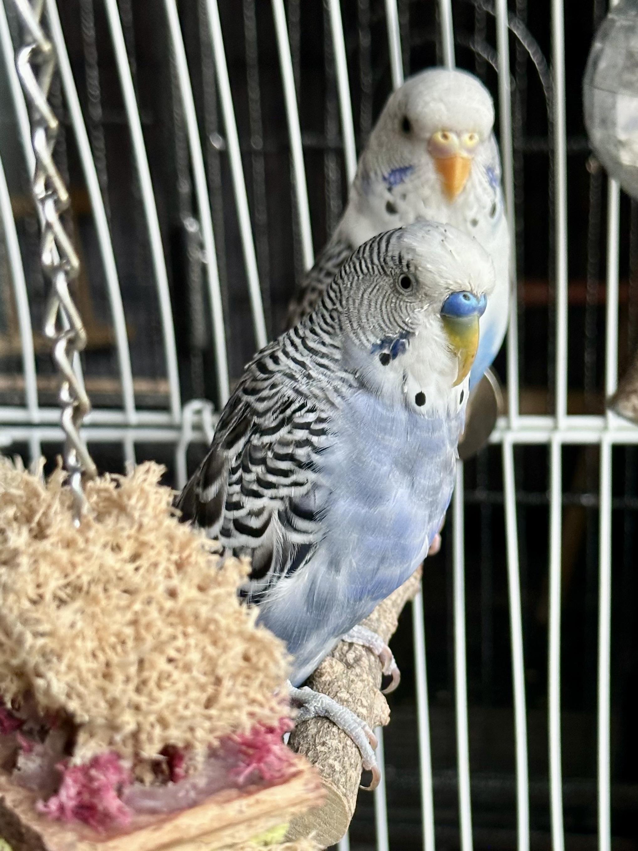 Enlarge Sonny w/ Cher & Babe, a Adoptable Parakeet (Other) in Andover, CT image 4/6