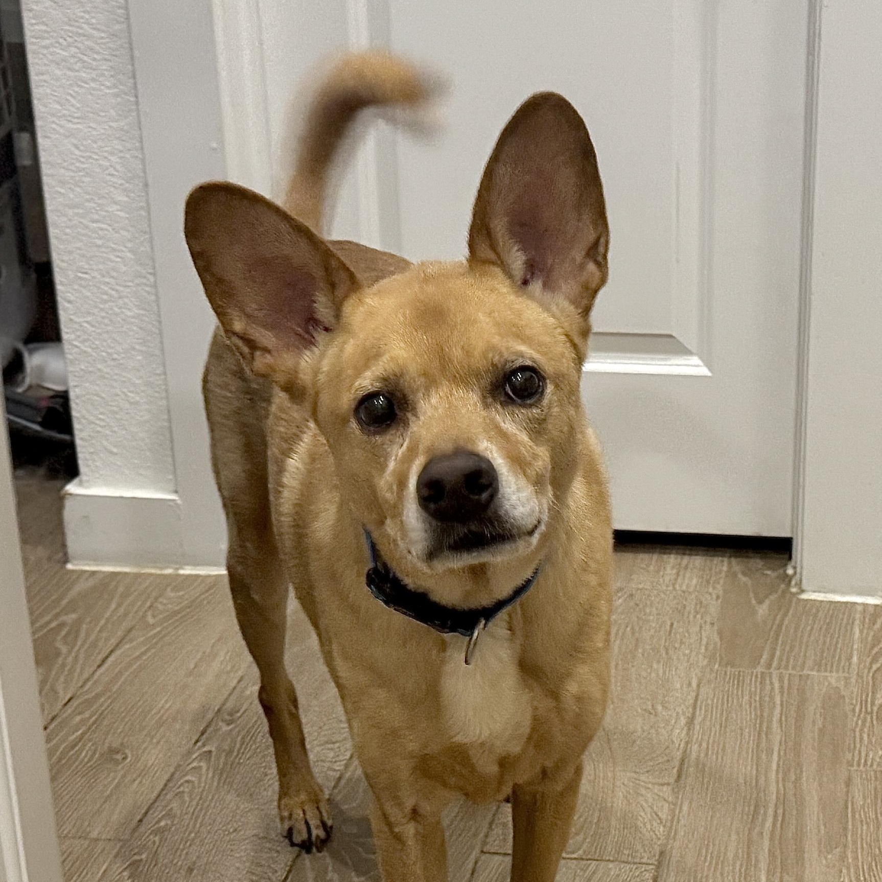 Major — thumbnail 4