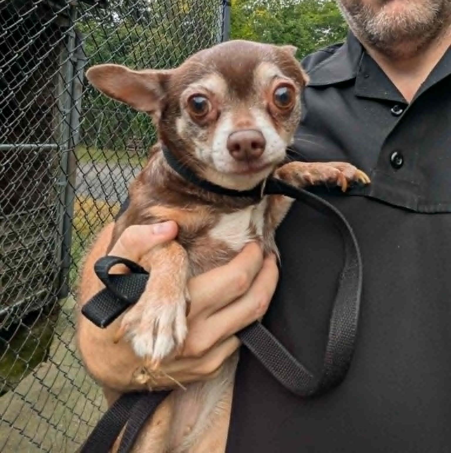 Enlarge Dottie, a Adopted Chihuahua in Brockton, MA image 2/2