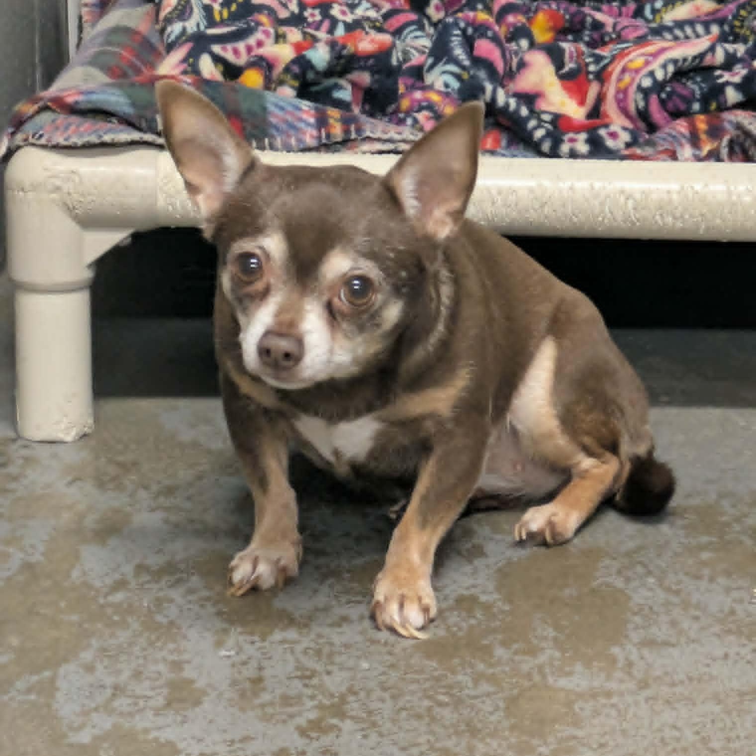 Dottie, Adopted, Adult Female Chihuahua.