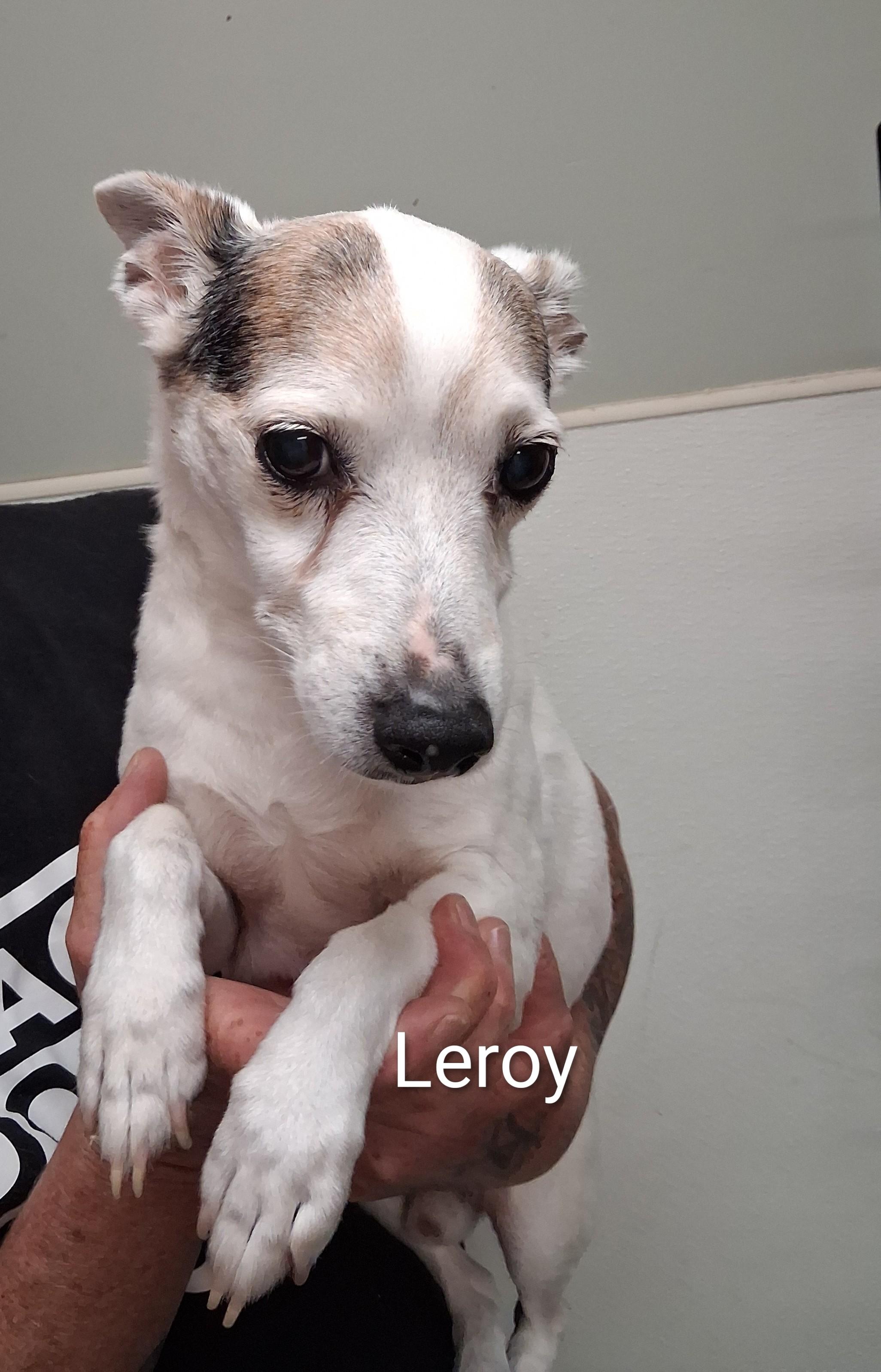 Leroy, ADOPTABLE, Adult Male Jack Russell Terrier.