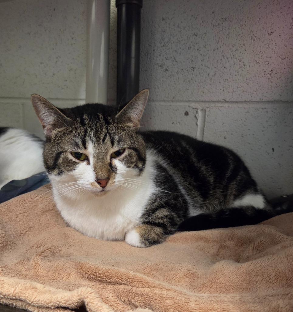 Rocco, Adoptable, Young Male Domestic Short Hair.