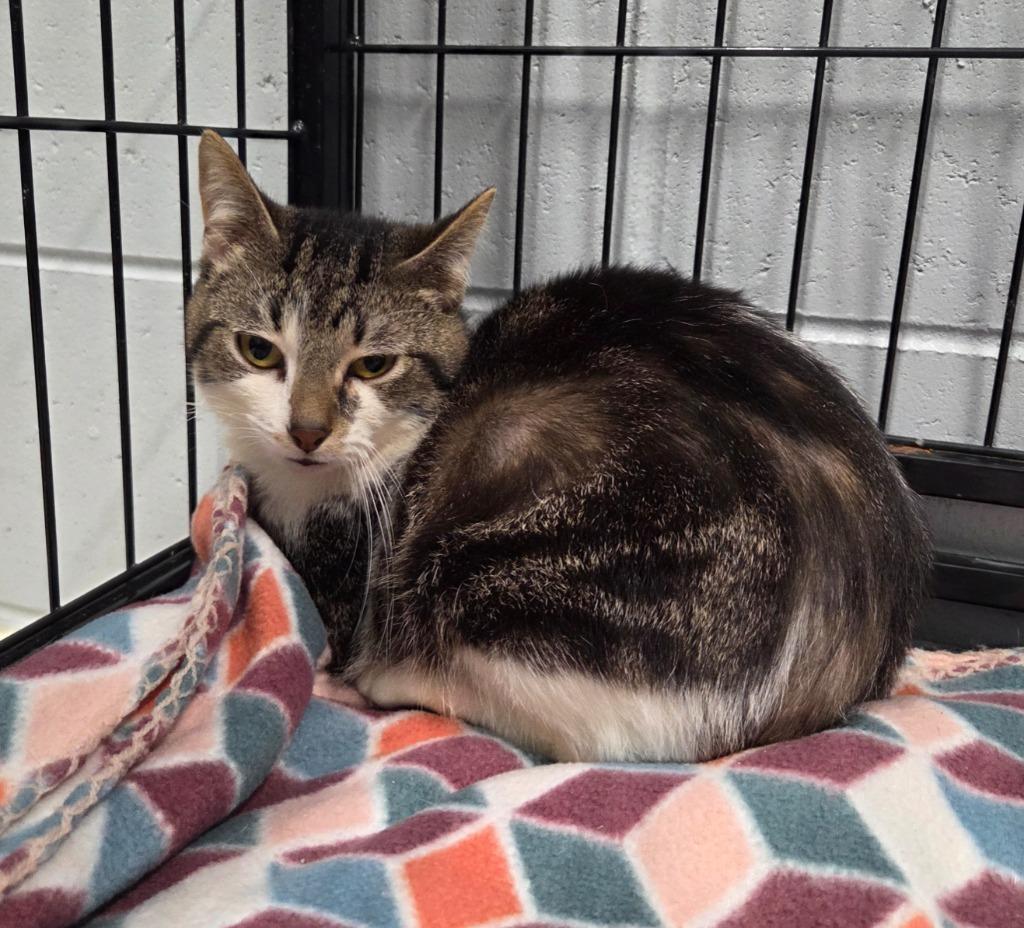 Rocco, Adoptable, Young Male Domestic Short Hair.