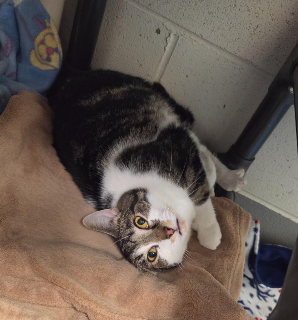 Rocco, Adoptable, Young Male Domestic Short Hair.