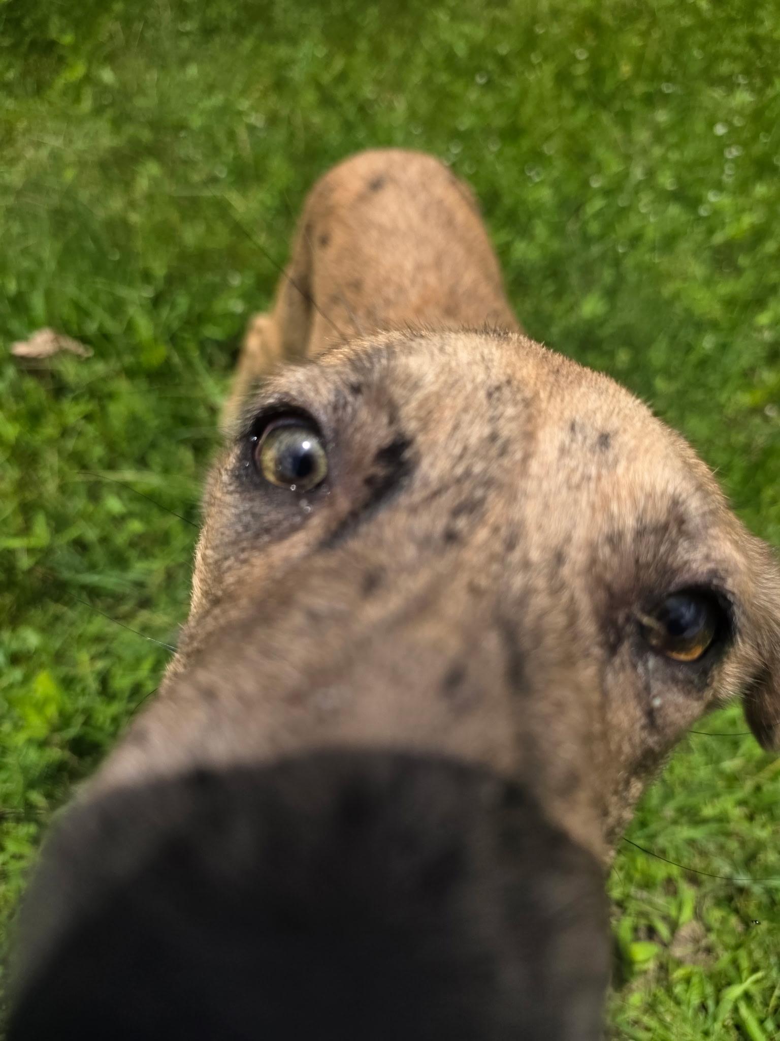 Rocky road, a Adoptable mixed breed in Anderson, TX image 1/2