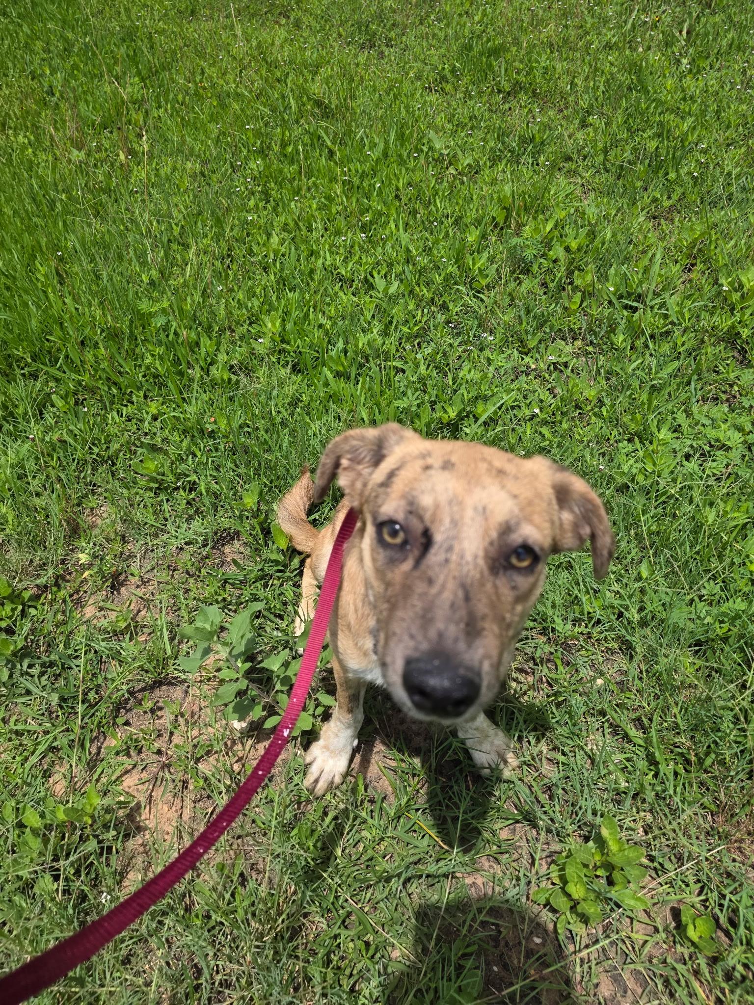 Rocky road, a Adoptable mixed breed in Anderson, TX image 2/2