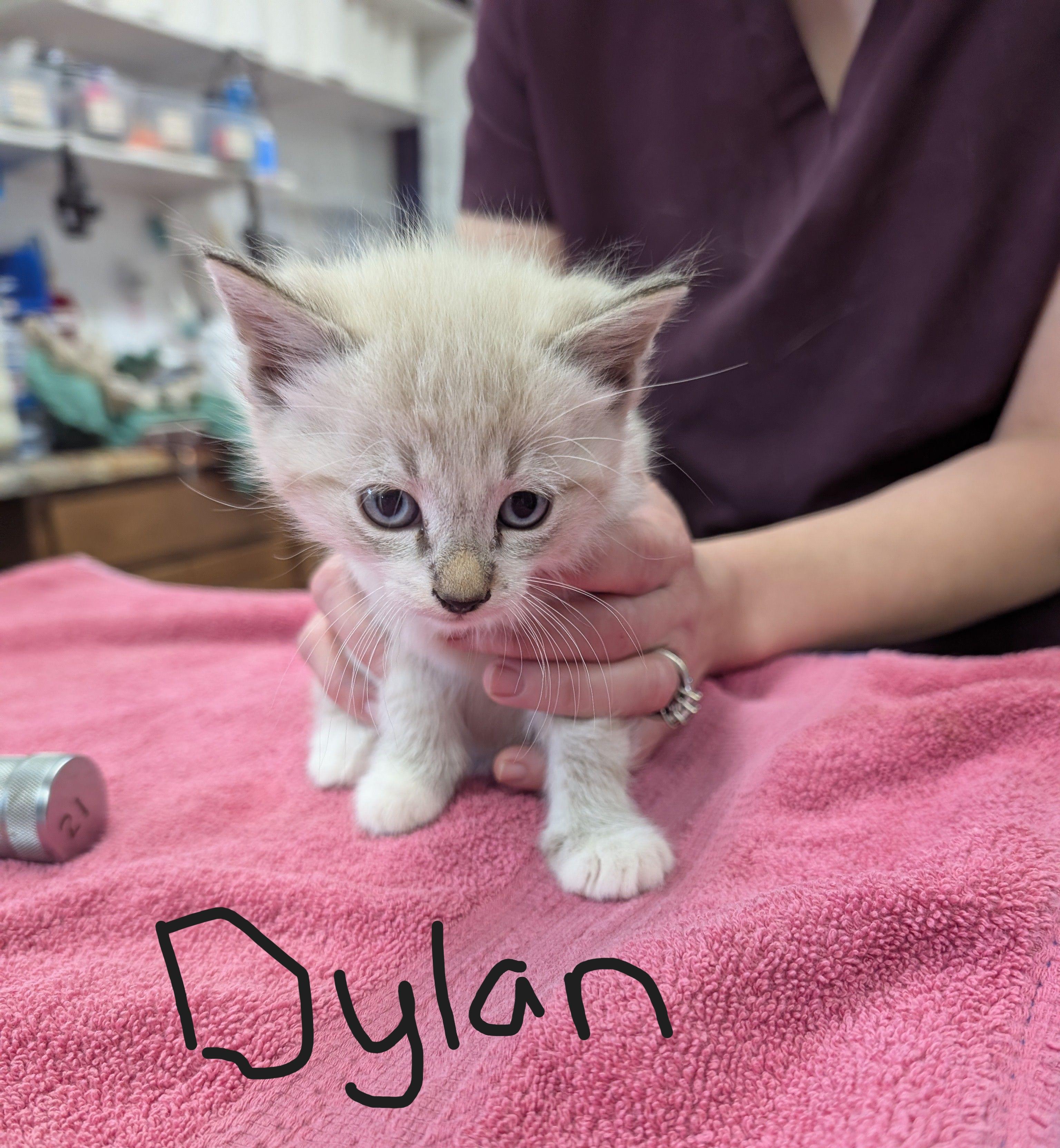 Dylan, Adoptable, Young Male Domestic Short Hair.