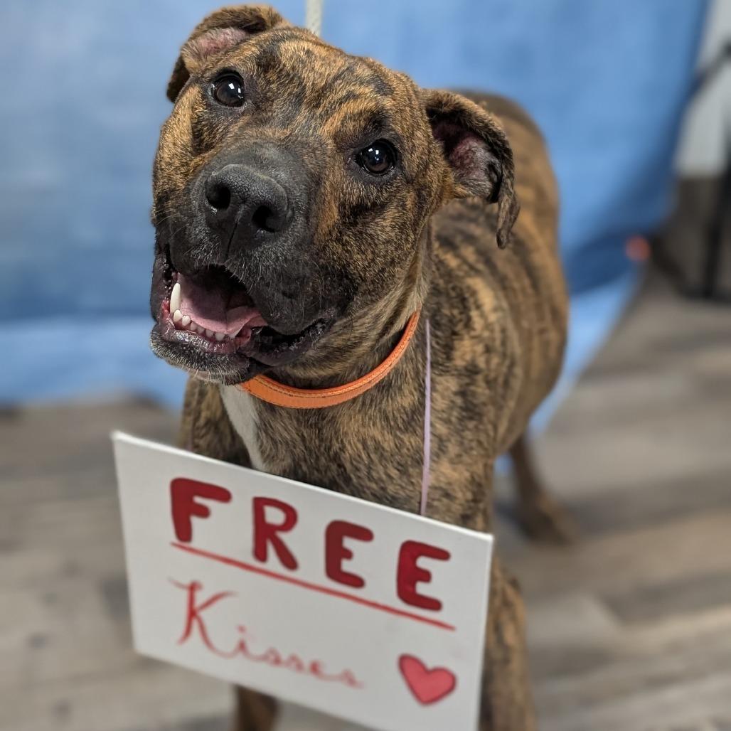 Belton, Adoptable, Adult Male Plott Hound & Mixed Breed.
