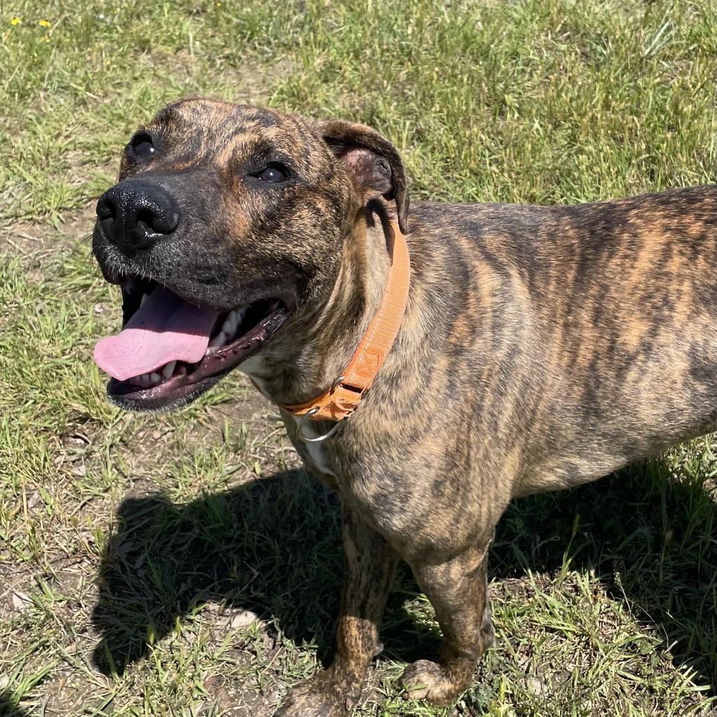 Enlarge Belton, a Adoptable mixed breed in Buchanan Dam, TX image 3/4
