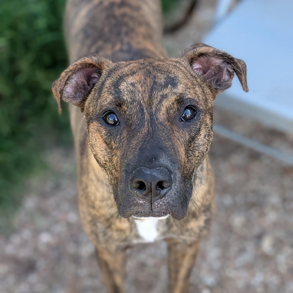 Belton, Adoptable, Young Male Plott Hound & Mixed Breed.