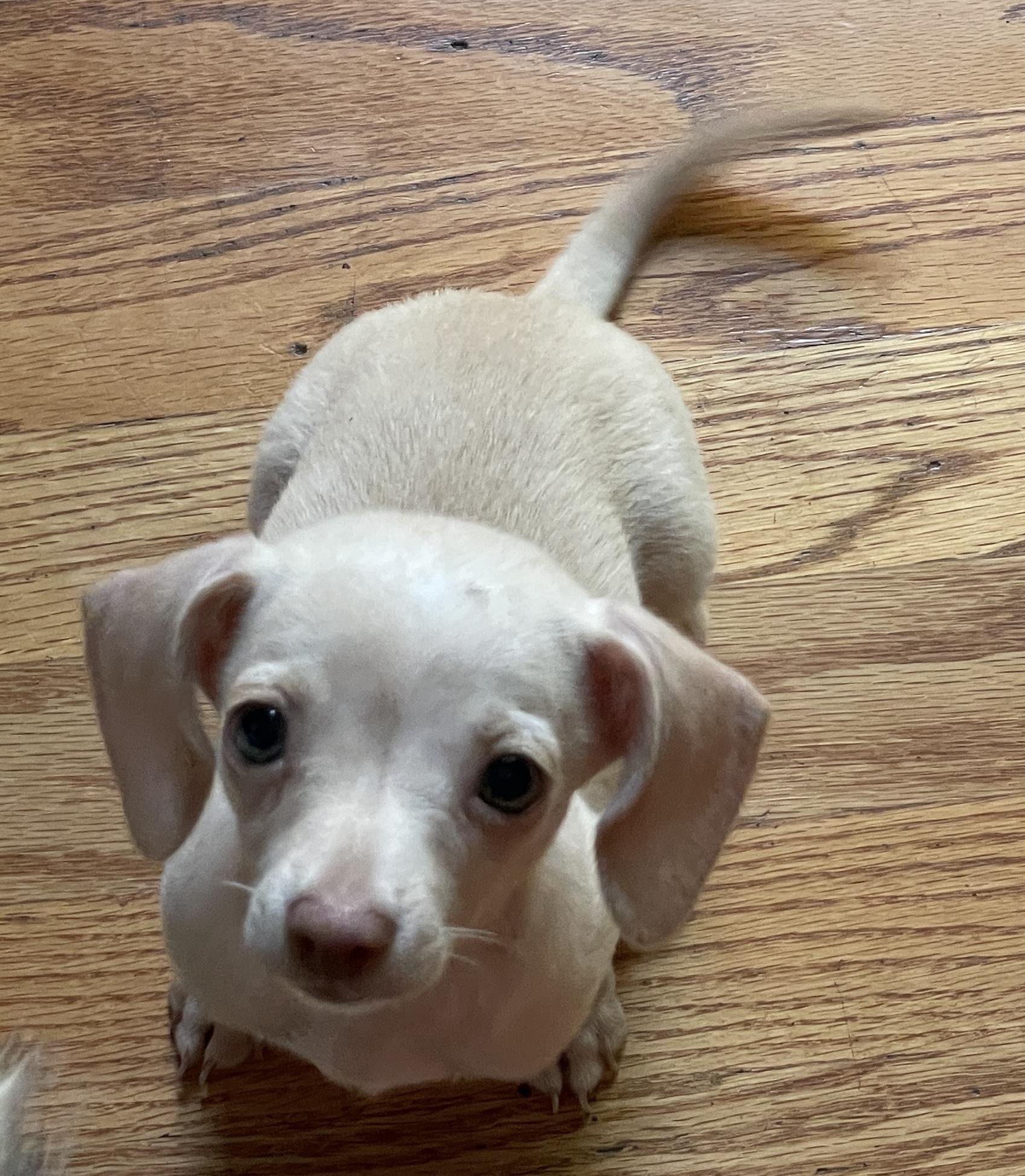 Chai, ADOPTABLE, Puppy Female Dachshund & Chihuahua.
