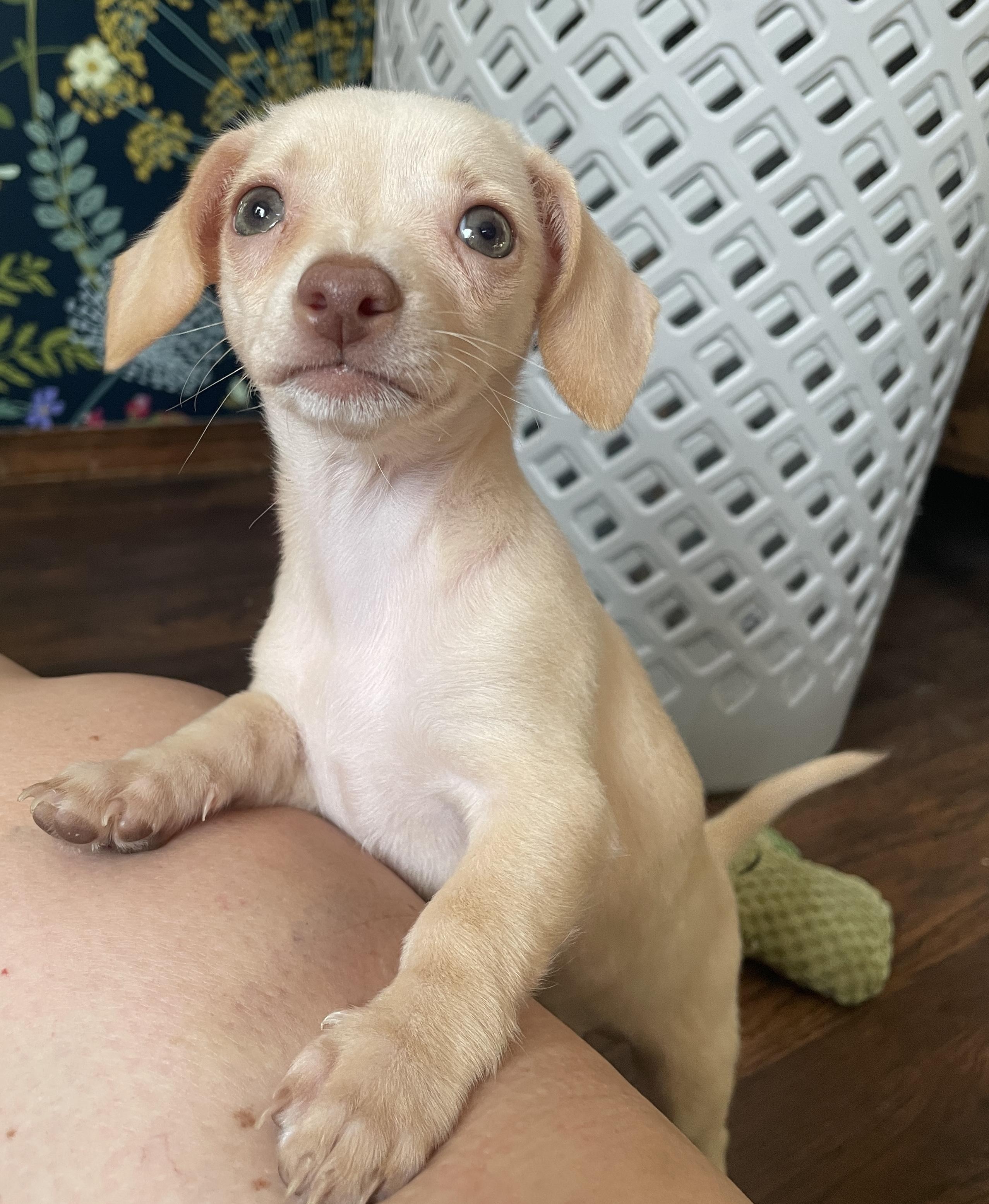 Chai, a ADOPTABLE mixed breed in Overland Park, KS image 2/3