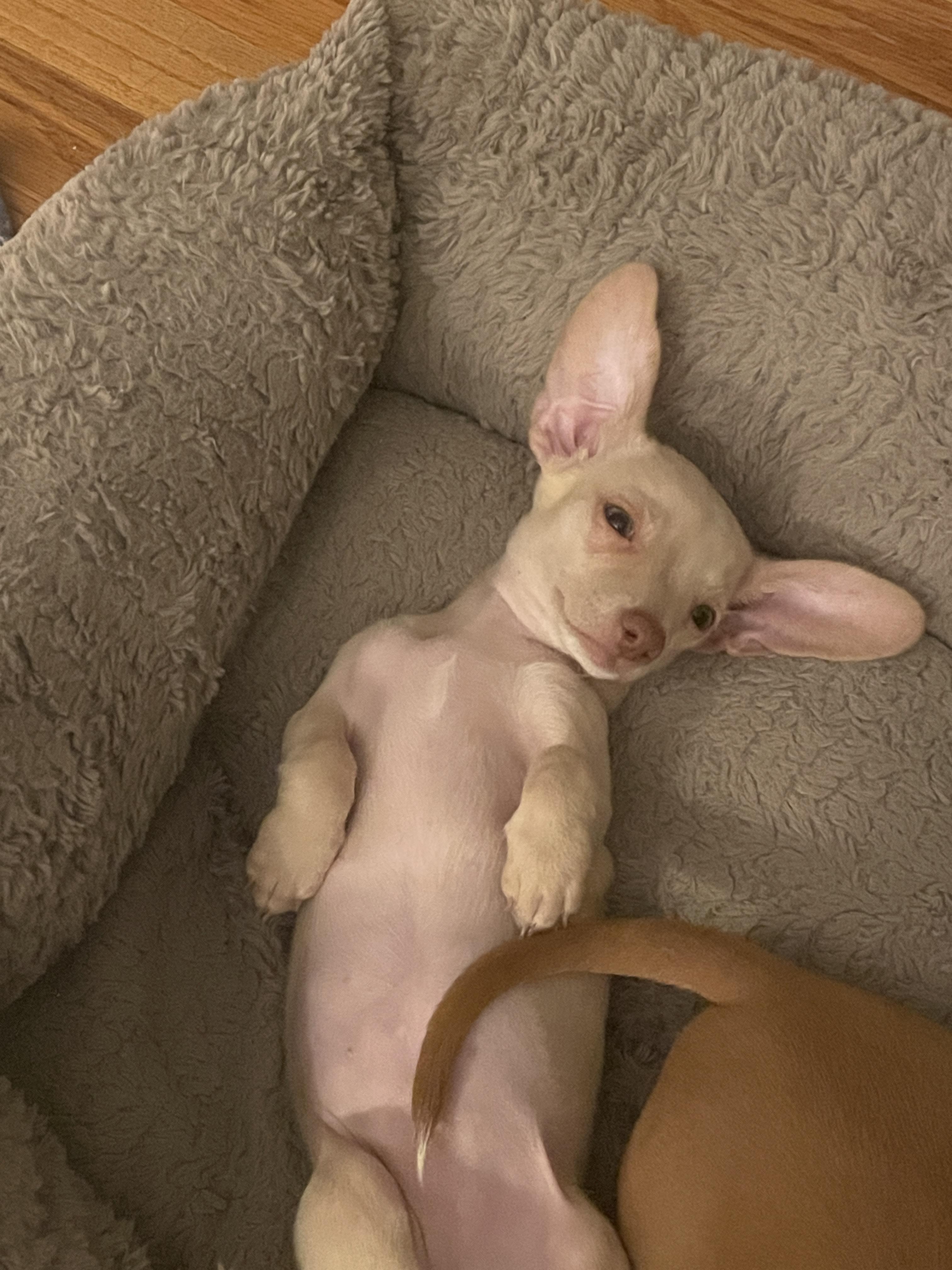 Chai, a ADOPTABLE mixed breed in Overland Park, KS image 3/3