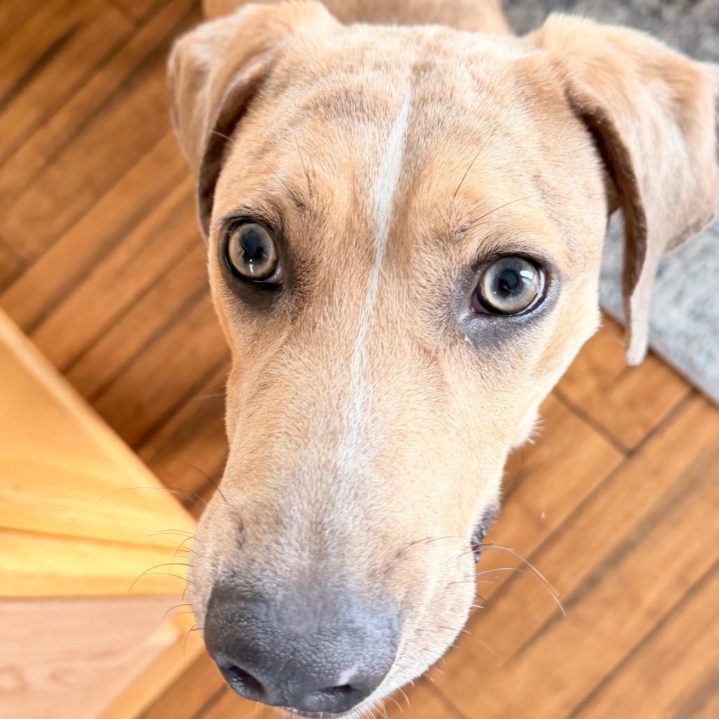 Dakota, Adoptable, Young Male Catahoula Leopard Dog & Mixed Breed.
