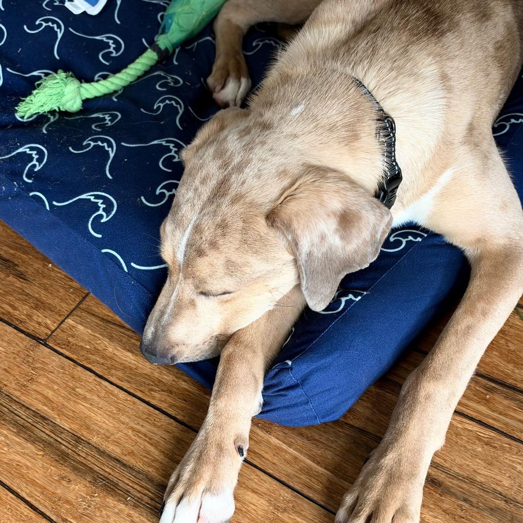 Enlarge Dakota, a Adoptable mixed breed in Rochester, MN image 2/6