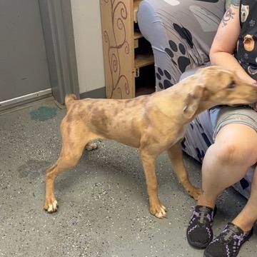 Enlarge Dakota, a Adoptable mixed breed in Rochester, MN image 3/6