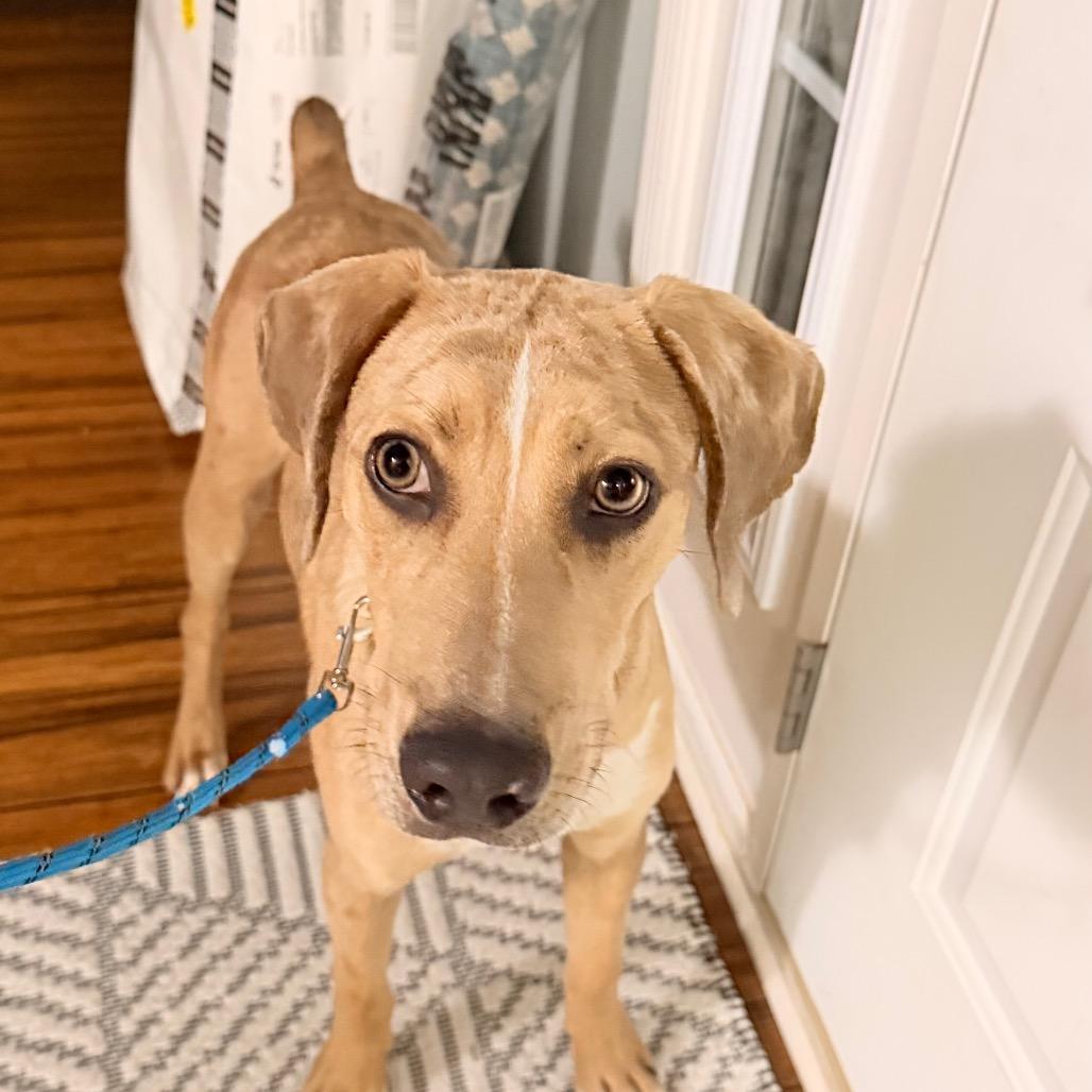 Enlarge Dakota, a Adoptable mixed breed in Rochester, MN image 4/6
