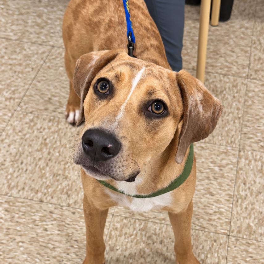 Enlarge Dakota, a Adoptable mixed breed in Rochester, MN image 5/6
