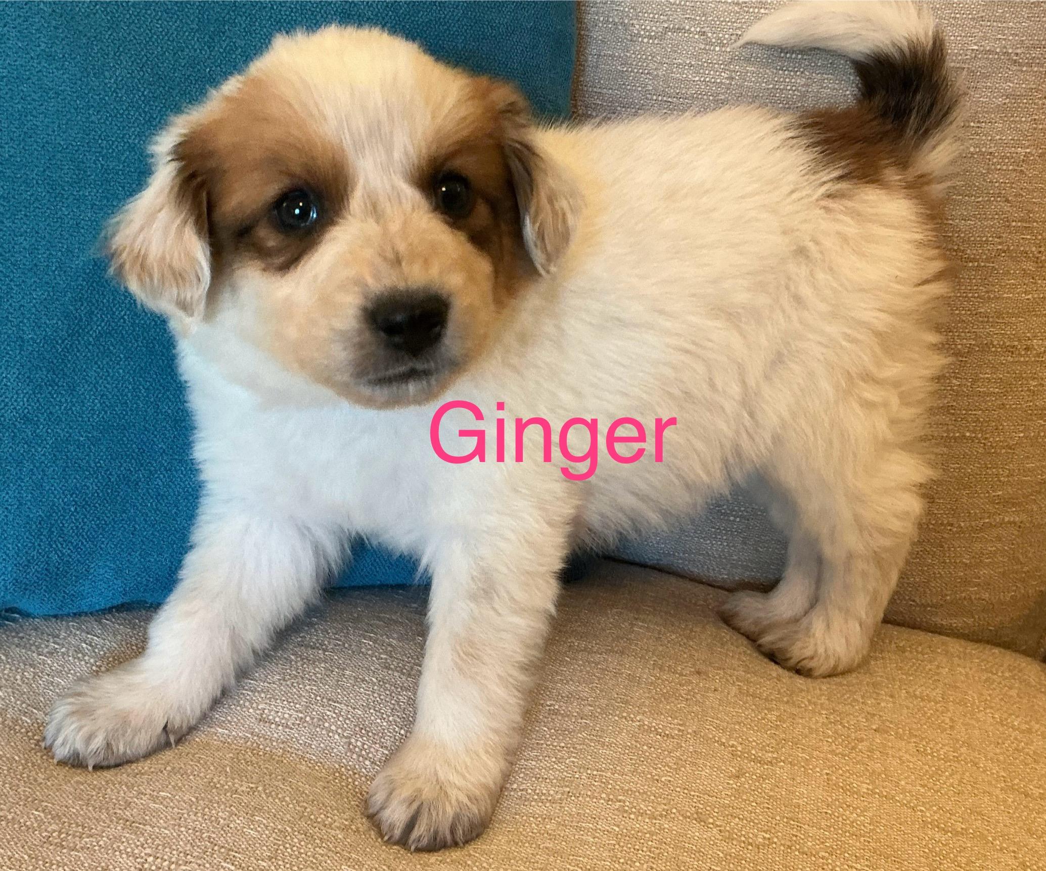 Ginger