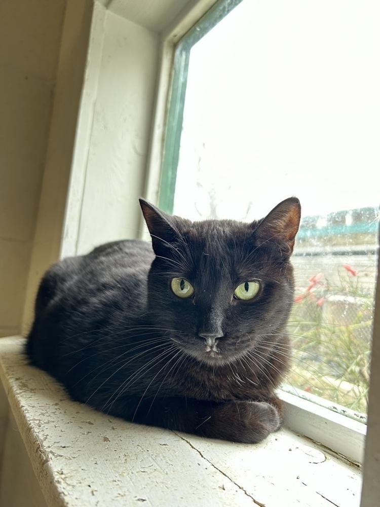 Enlarge Bindy, a Adoptable Domestic Short Hair in Ontario, CA image 2/4