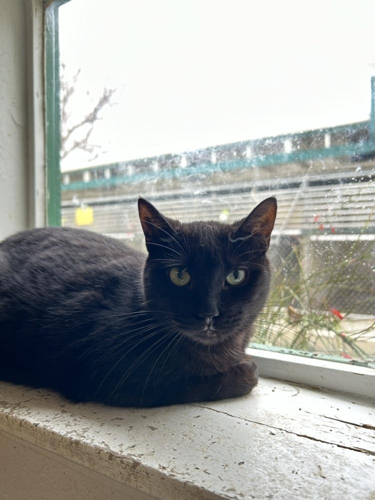 Enlarge Bindy, a Adoptable Domestic Short Hair in Ontario, CA image 3/4