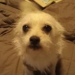 YUKI, Adoptable, Young Male Mixed Breed.