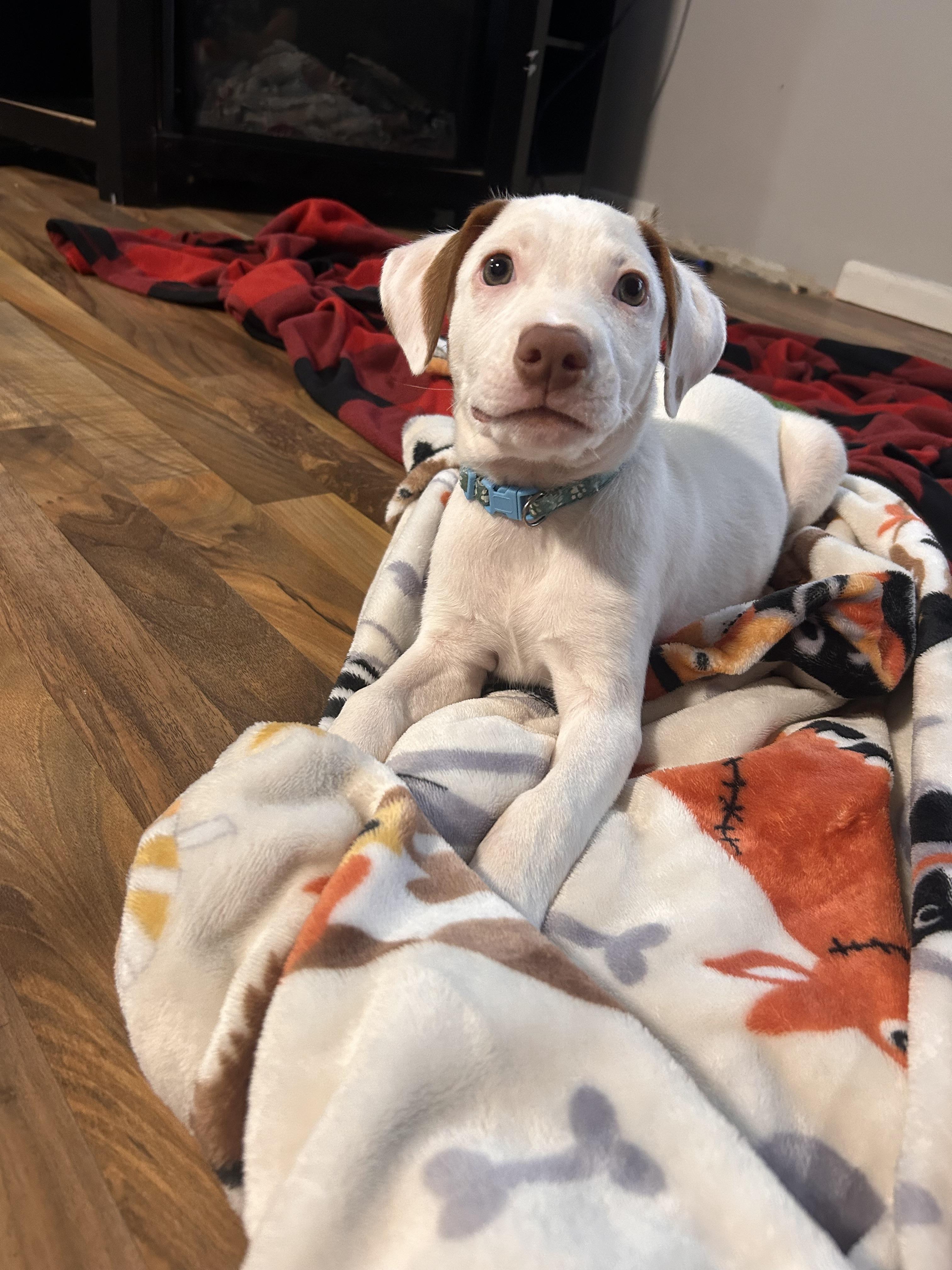 Hamm, Adoptable, Puppy Male Pit Bull Terrier.