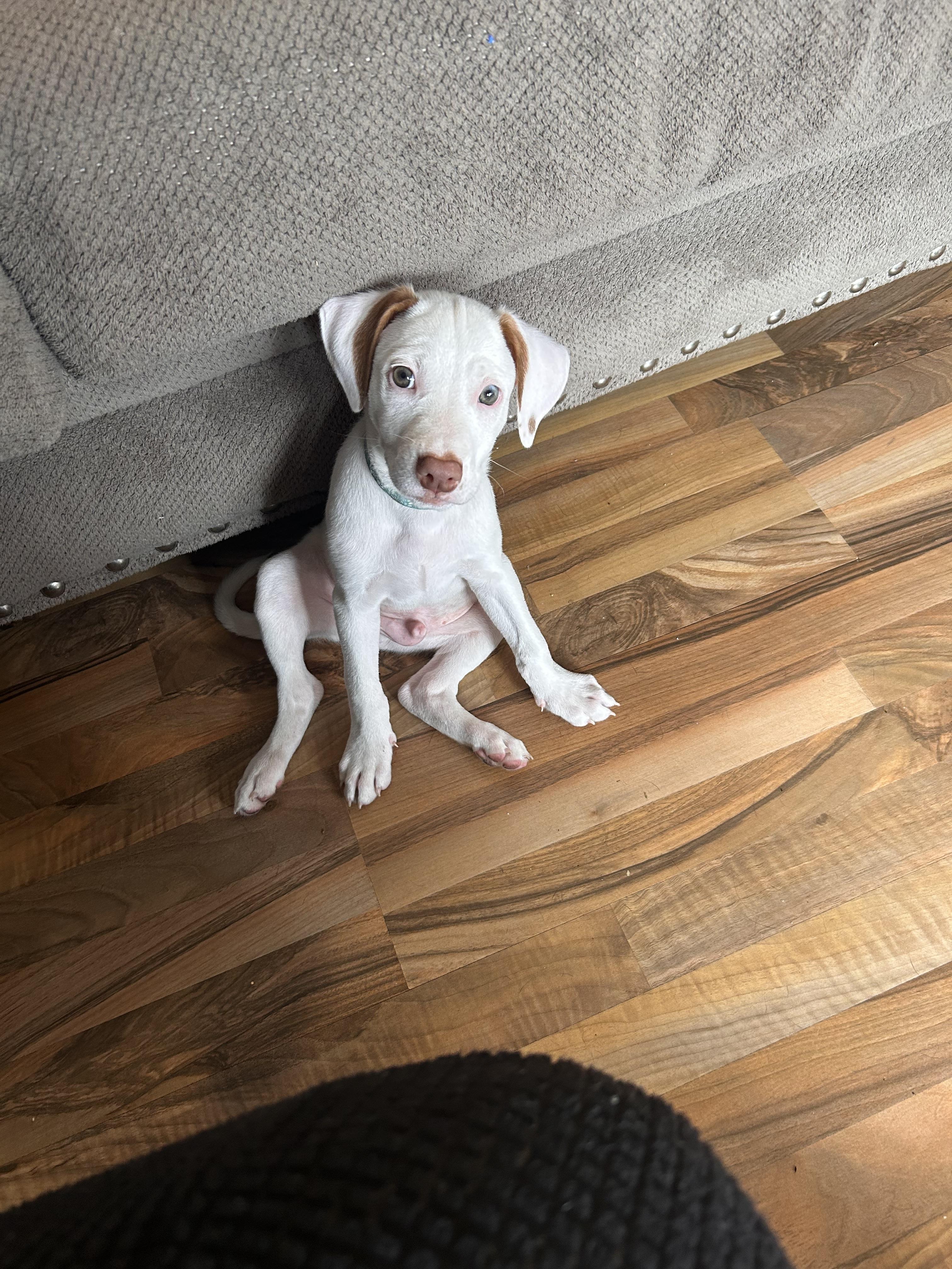 Hamm, a Adoptable Pit Bull Terrier in Minneapolis, MN image 2/6