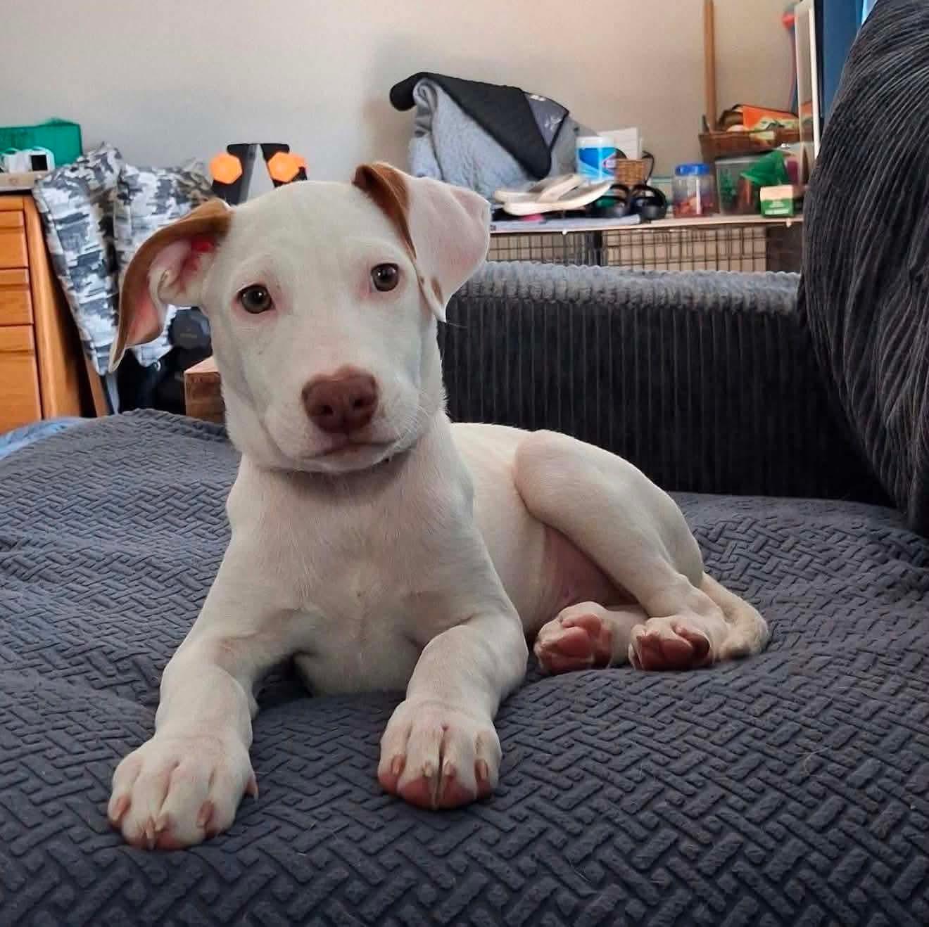 Hamm, a Adoptable Pit Bull Terrier in Minneapolis, MN image 3/6