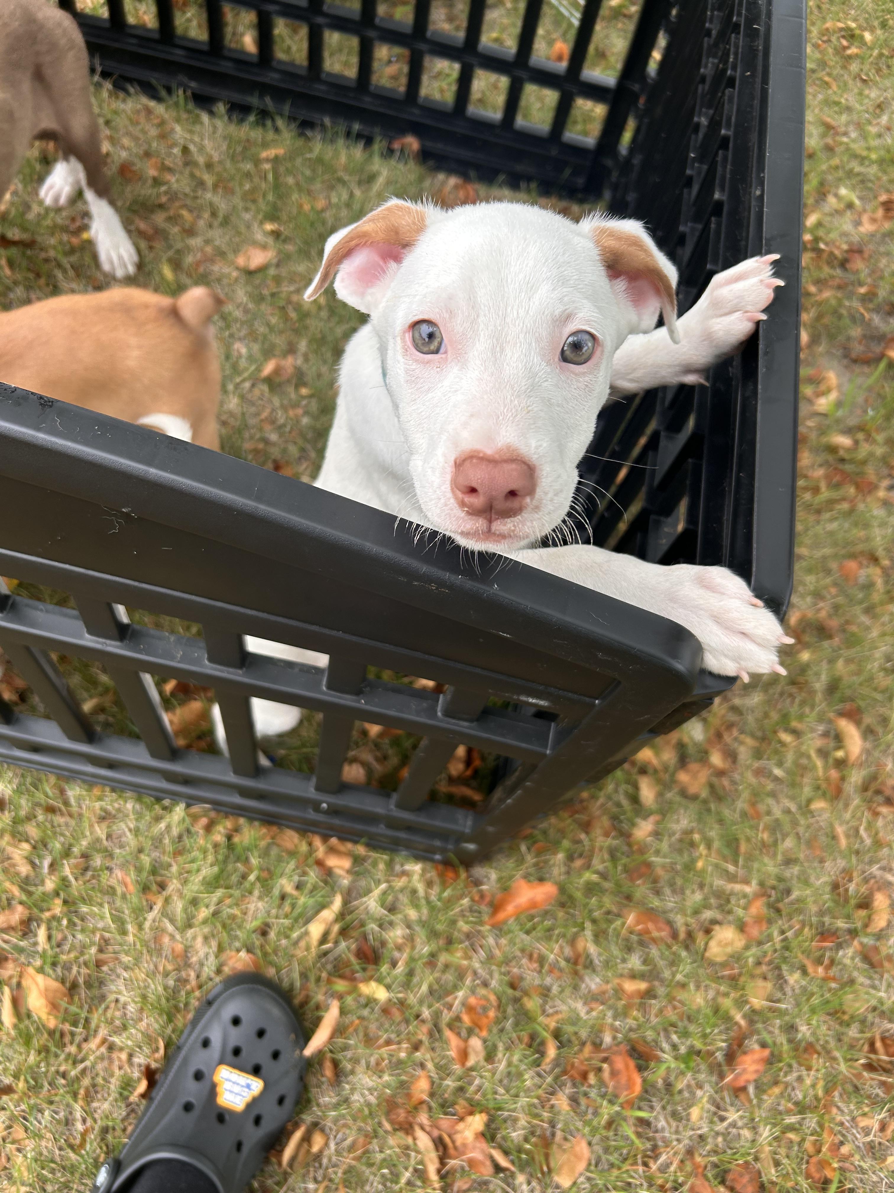 Hamm, a Adoptable Pit Bull Terrier in Minneapolis, MN image 4/6