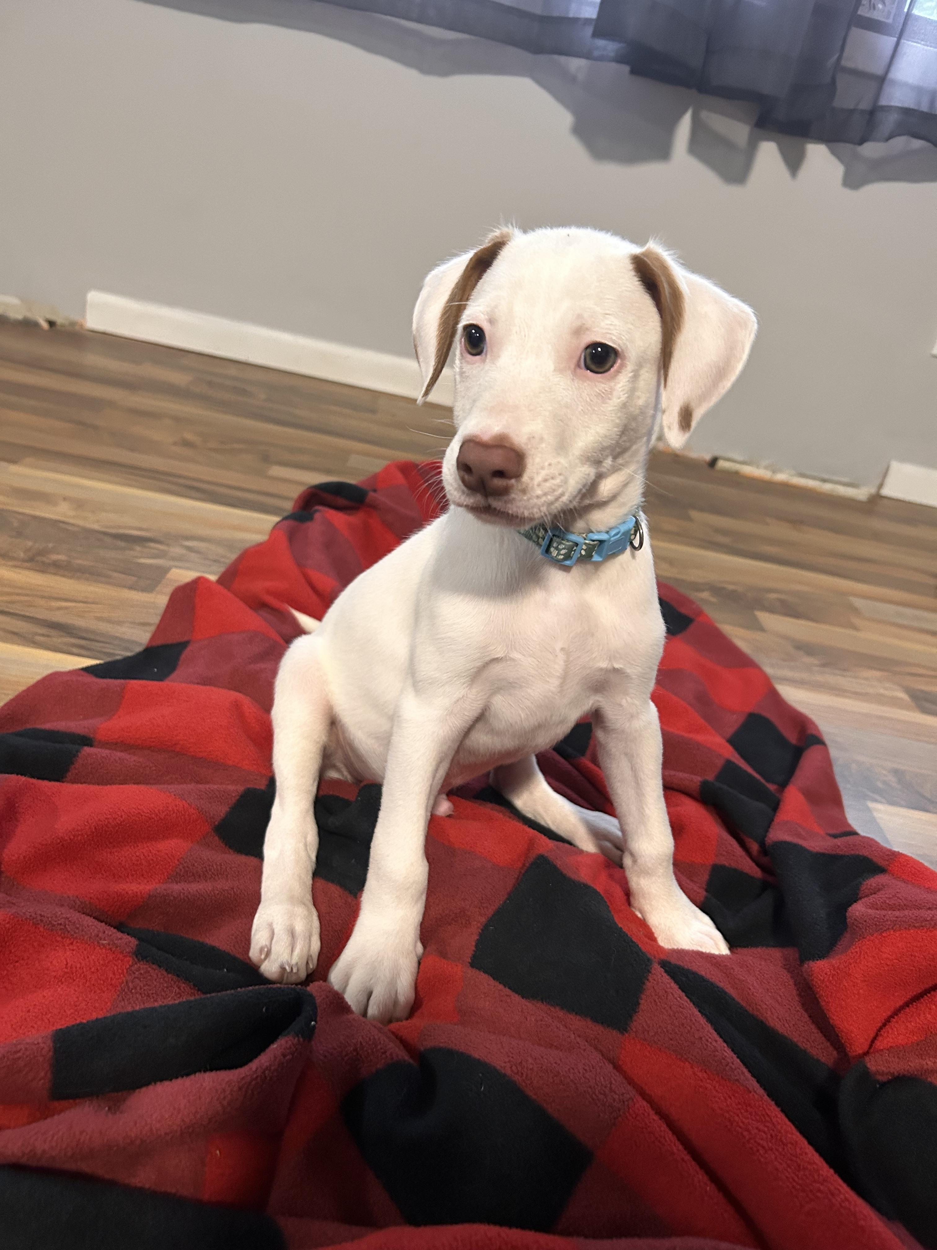 Hamm, a Adoptable Pit Bull Terrier in Minneapolis, MN image 5/6