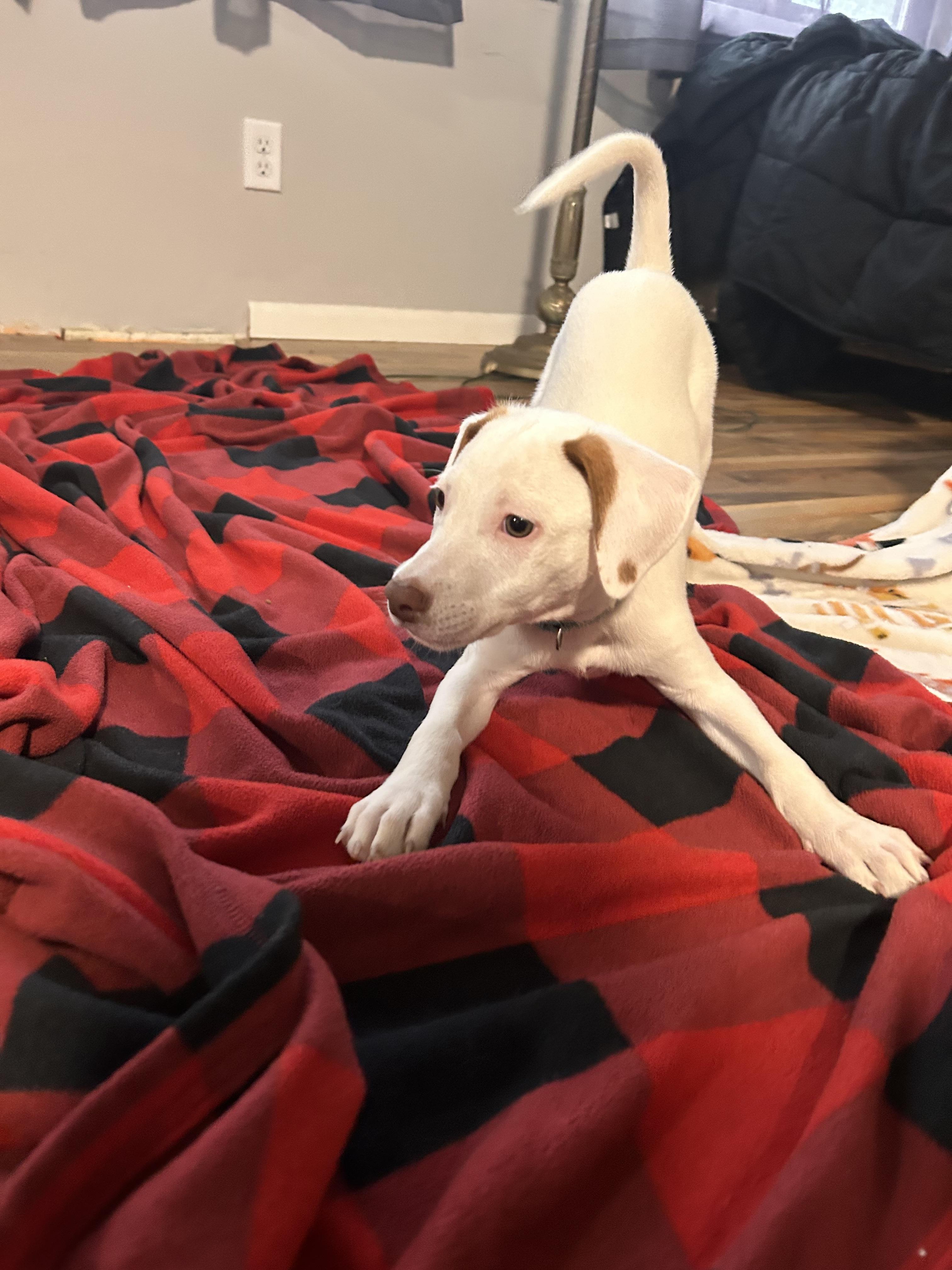 Hamm, a Adoptable Pit Bull Terrier in Minneapolis, MN image 6/6
