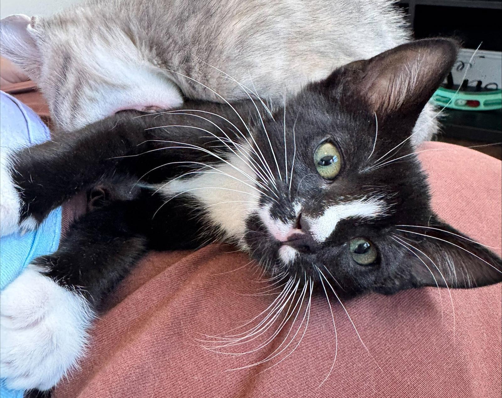 Enlarge Pablo, a Adoptable Domestic Short Hair in Shawnee, KS image 1/3