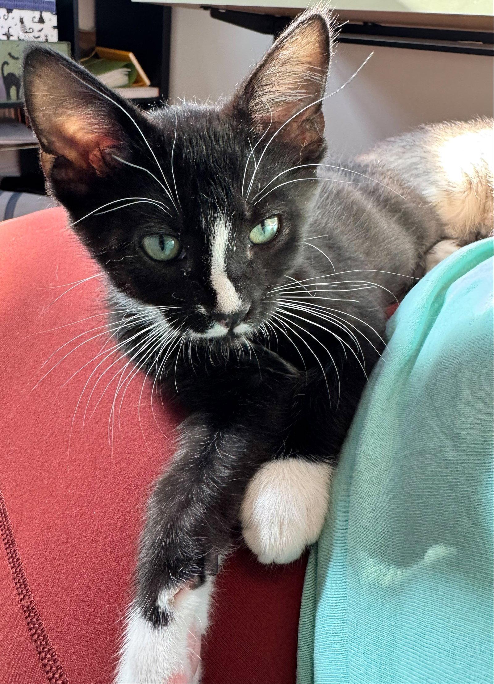 Enlarge Pablo, a Adoptable Domestic Short Hair in Shawnee, KS image 3/3