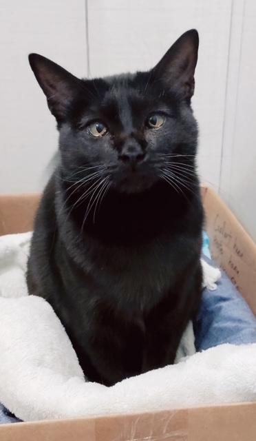 Athena, Young Female Domestic Short Hair