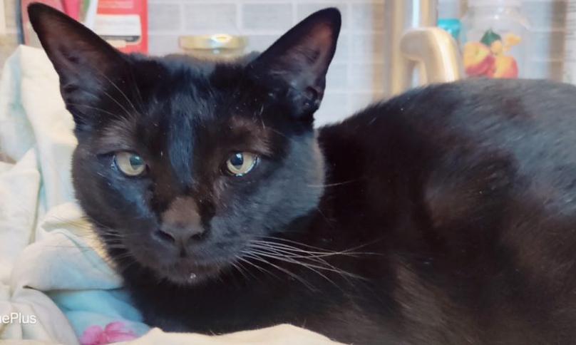 Athena- in foster, an adoptable Domestic Short Hair in Camarillo, CA, 93012 | Photo Image 2